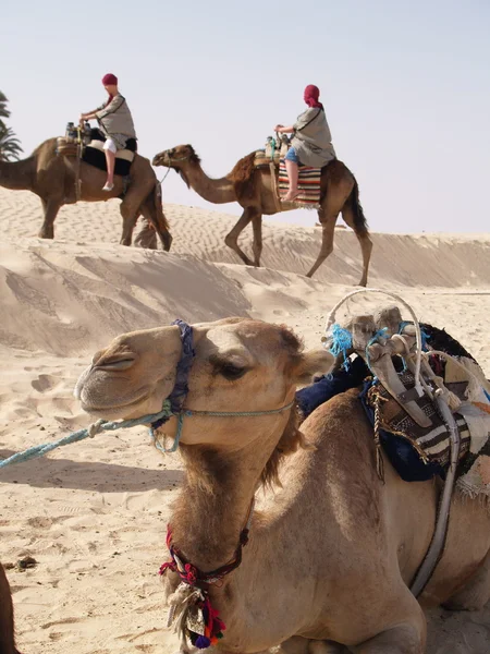 Camels — Stock Photo, Image