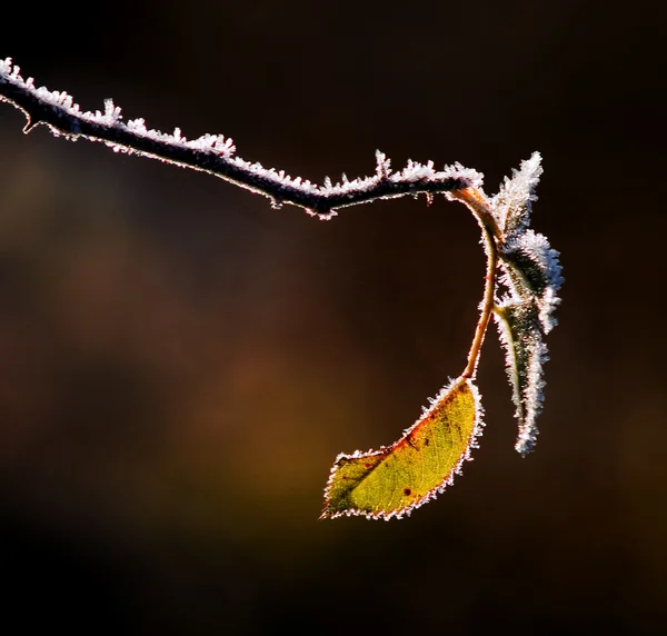 stock image Frost