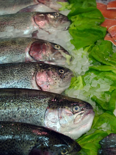 Salmons — Stock Photo, Image