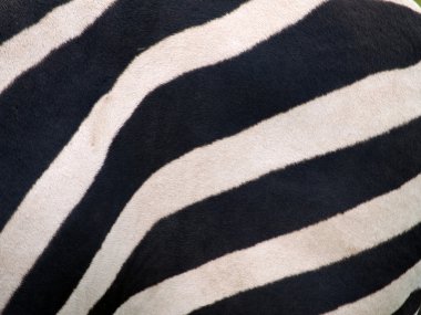 Zebra derisi