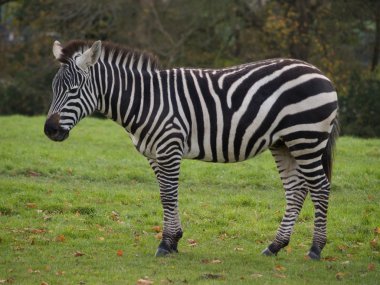 Zebra