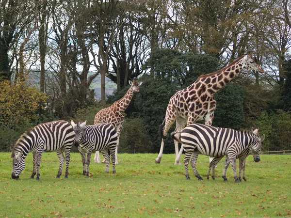 Giraffes and zebras — Stock Photo, Image