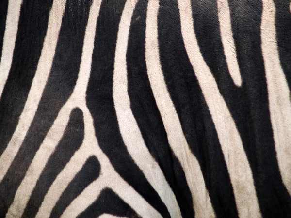 Zebra kůže — Stock fotografie