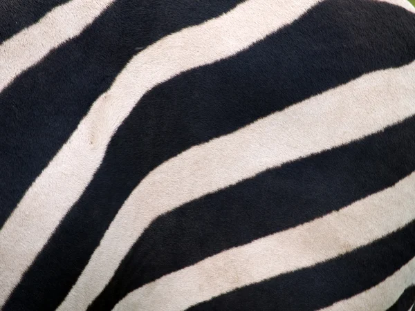 Zebra kůže — Stock fotografie