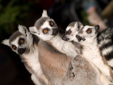 Lemurs clipart