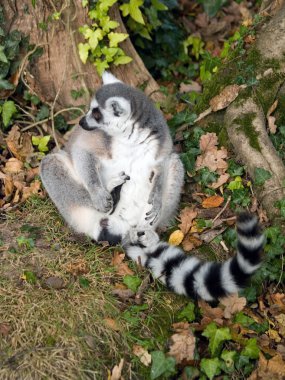 Lemur