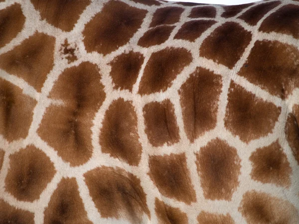 Giraffhud — Stockfoto