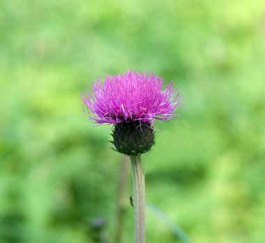 yeşil zemin üzerine mor thistle