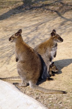 Kangaroo family clipart