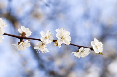 Bloomy cherry aganist the blue sky clipart