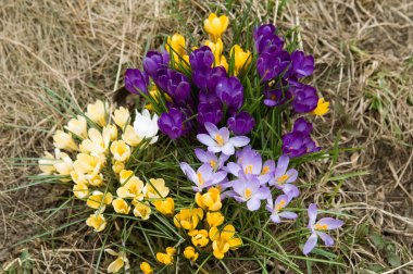 Yellow, blue, purple and white crocuses clipart