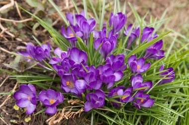 Purple crocuses clipart