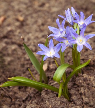 Natural blue glory of the snow clipart