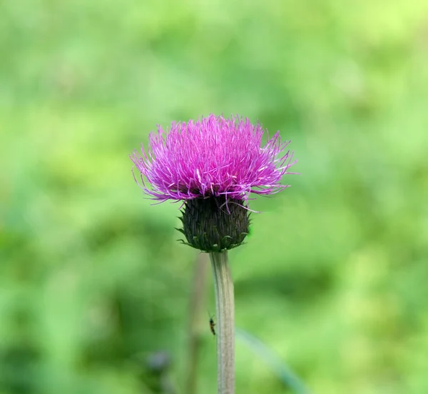 stock image Purple thistle on green background