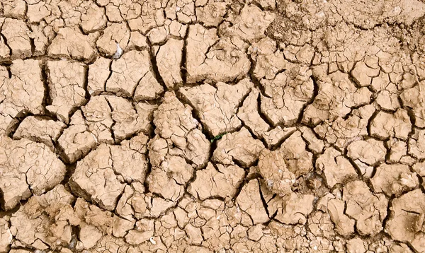 stock image Cracked dry earth2