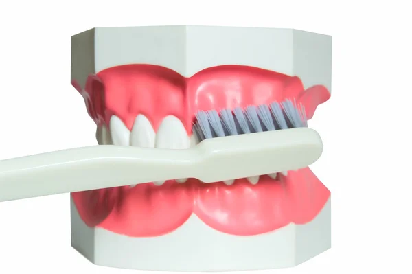 Jaw and toothbrush 3 — Stock Photo, Image
