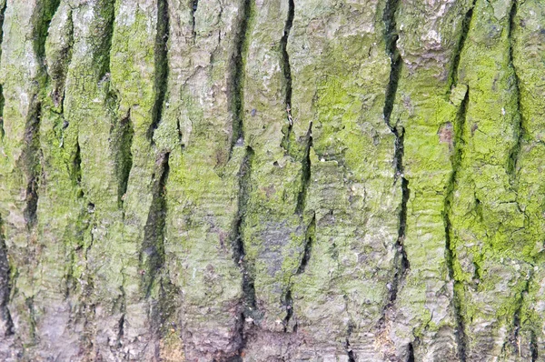 stock image Green spruce bark