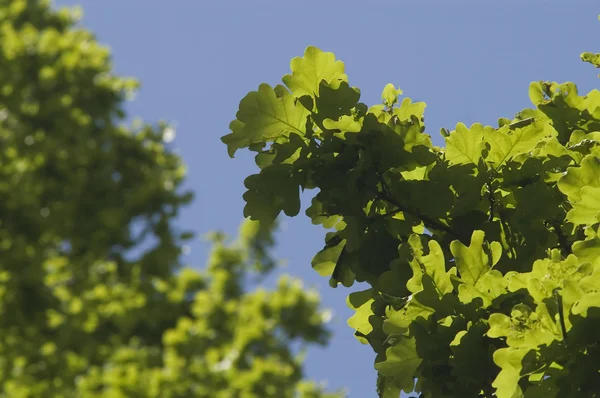 橡木叶子对蓝蓝的天空 — 图库照片