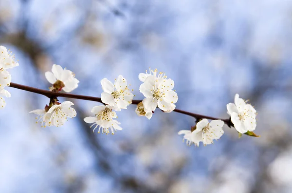 stock image Bloomy cherry aganist the blue sky