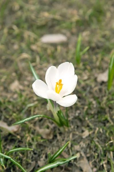 First spring flower (white crocus) — Stock Photo, Image