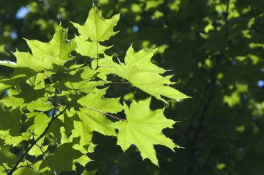 güneşli bir günde Maple leafs