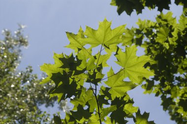 güneşli bir günde Maple leafs