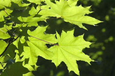 güneşli bir günde Maple leafs