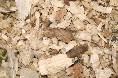 Beaver work (shavings background) clipart