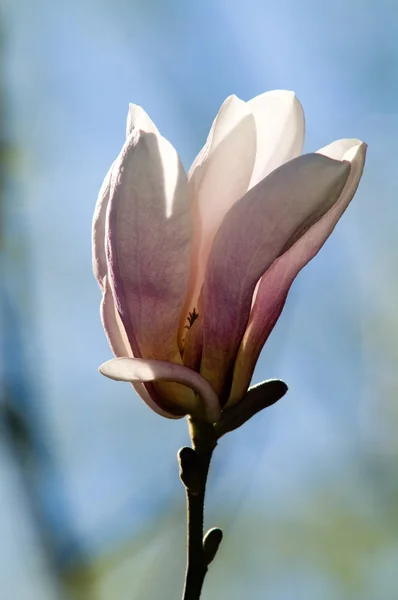 Pink magnolia on a sunny day — Stock Photo, Image