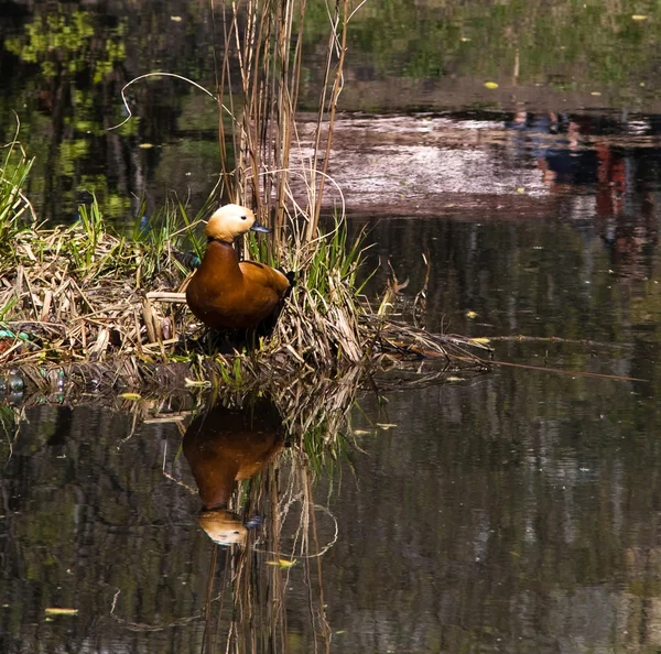 stock image Orange duck reflected in water