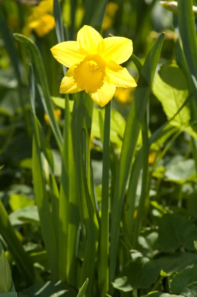 Yellow narcissus on green grass — Stock Photo, Image