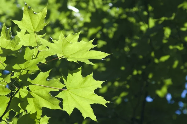 Maple leafs in a sunny day — Stock Photo, Image