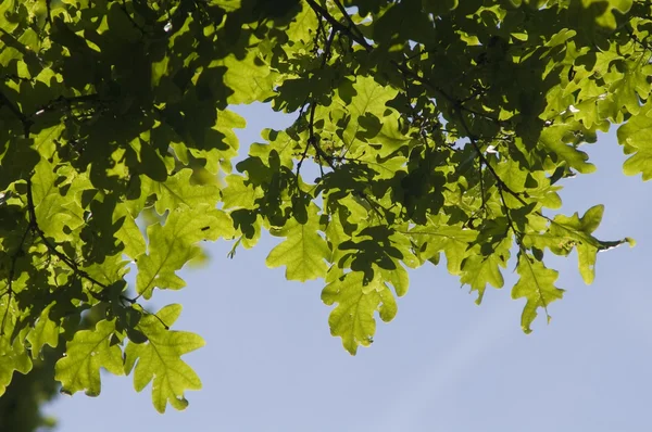 橡木叶子对蓝蓝的天空 — 图库照片