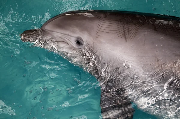 stock image Swimming dolphin