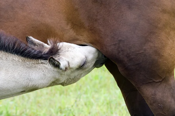 stock image White colt suckle