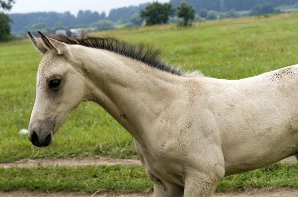 Biały koń przeciwko trawa zielony — Zdjęcie stockowe