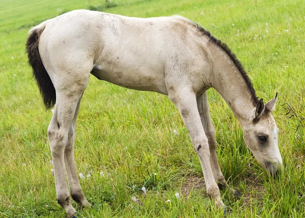 Cavallo bianco contro erba verde — Foto Stock