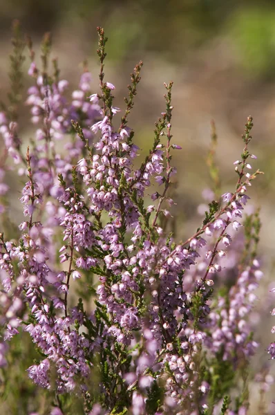 stock image Erica flowers