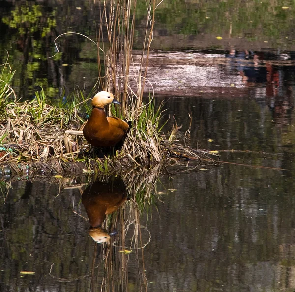 Pato naranja reflejado en el agua Imágenes de stock libres de derechos
