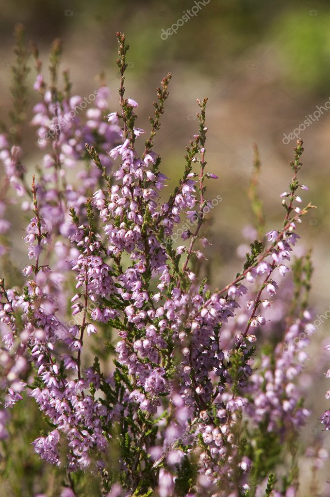 Erica flowers — Stock Photo © lilsla #1144571