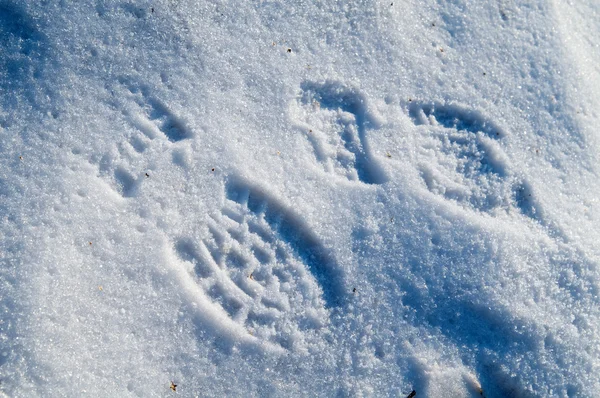 Two footprints in snow — Stock Photo, Image