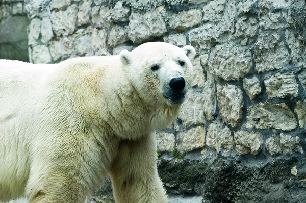 Polar bear in a zoo Stock Image