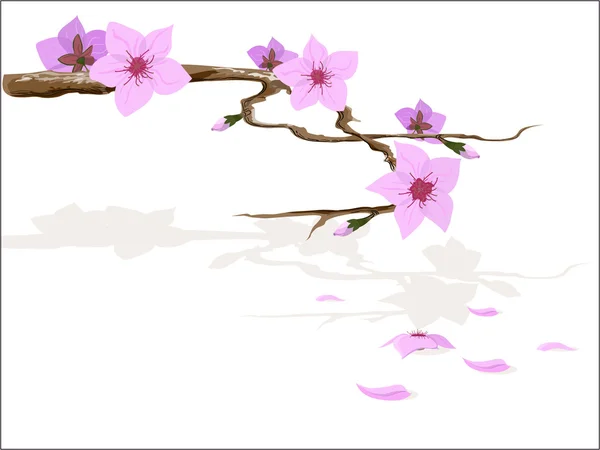 Flor de Sakura —  Vetores de Stock