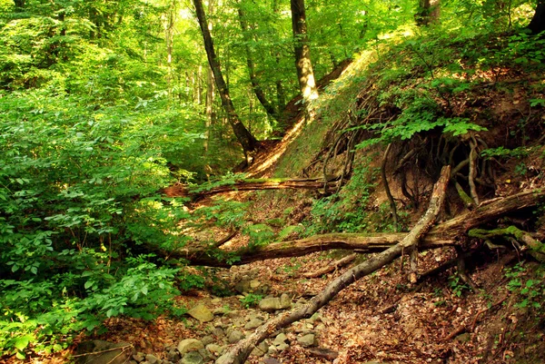 stock image Mystical Forest