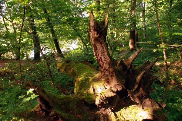 Árvore velha caiu — Fotografia de Stock