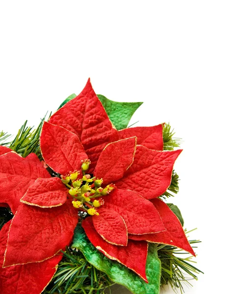 Weihnachten rote Blumendekoration — Stockfoto