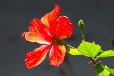 hibiscus çiçeği