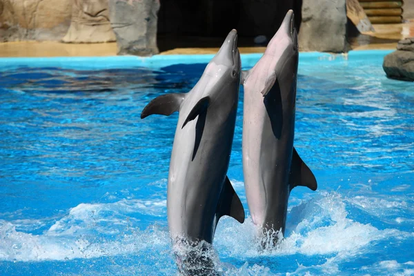 Gelukkig dolfijnen springen uit het water — Stockfoto