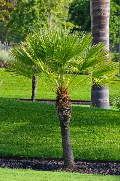 Palmboom in het park — Stockfoto