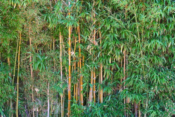 Green Bamboo Forest — Stock Photo, Image